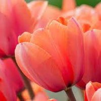 Menton Exotic – Tulip