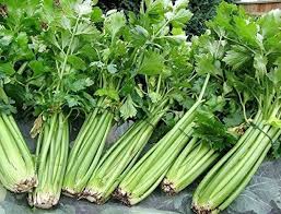 Chinese Celery- Light Green