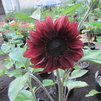 Red Wave Hybrid Sunflower Seeds