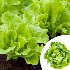 Lettuce Romaine Imported Vegetable Seeds