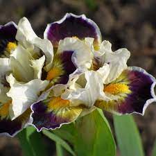 Coconino Dwarf Bearded Iris