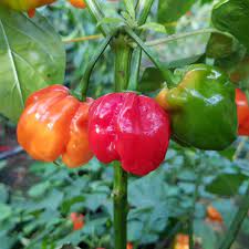 Numex Suave Orange – Habanero Pepper Seed