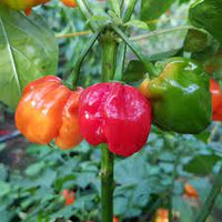 Numex Suave Orange – Habanero Pepper Seed