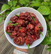 Chilli- Chocolate Bhutlah