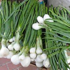 Onion- Spring Pompei