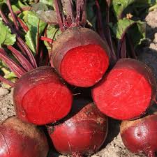 Red Ace – Beet Seed