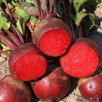 Red Ace – Beet Seed