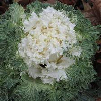 Kale- Ivory Garden