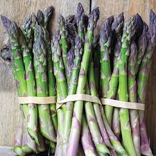 Jersey Knight – Asparagus Seed