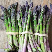 Jersey Knight – Asparagus Seed