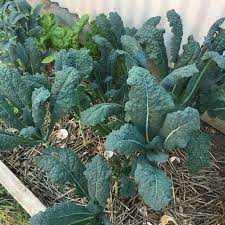 Kale- Baby Tuscan