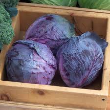 Cabbage- Red Acre