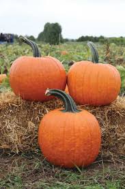 Cronus – Pumpkin Seed