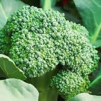 Broccoli- Waltham