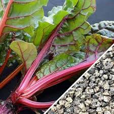 Magenta Sunset – Swiss Chard Seed