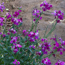 Stock- Giant Imperial Mixed