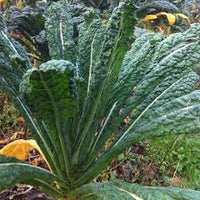 Kale Tuscan Vegetable Seeds