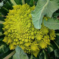 Broccoli Romanesco Vegetable Seeds