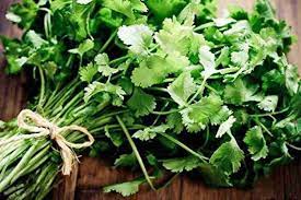 Coriander Shalimar Improved Organic Vegetable Seeds