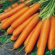 Carrot Early Nantes Vegetable Seeds
