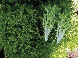 Ezpark – Organic Pelleted Lettuce Seed