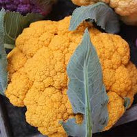 Clementine – Orange Cauliflower Seeds