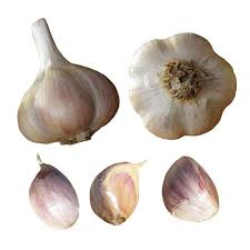 Music – Garlic Bulbs