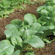 Carmel – Spinach Seed