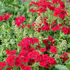 Scarlet – Phlox Seed
