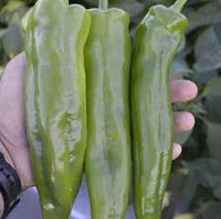 Spitfire – Anaheim Pepper Seed