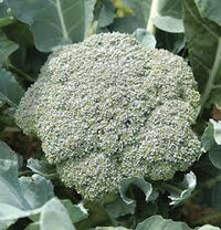 Diplomat – Broccoli Seed