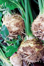 Monarch Celeriac Seeds