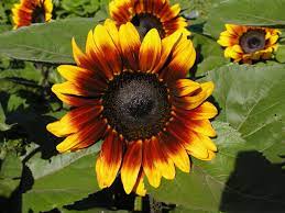 ProCut Bicolor – Sunflower Seed