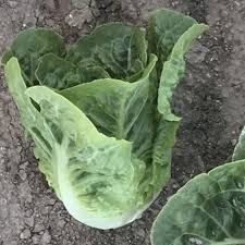 Pensacola – Organic Lettuce Seed