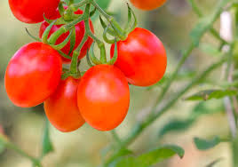 Candy Bell – Determinate Grape Tomato Seeds
