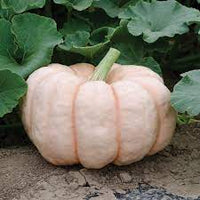 Pink Pumpkin Porcelain Vegetable Seeds for Planting – Heirloom, Non-GMO, Organic Seeds