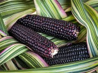 Corn, Maize- Striped Japonica