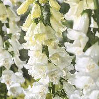 Camelot White – Digitalis Seed