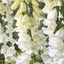 Camelot White – Digitalis Seed