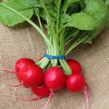 Donato – Radish Seed