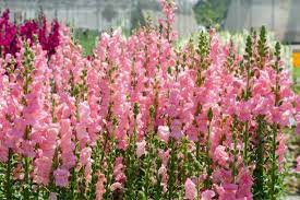 Potomac Dark Pink – Snapdragon Seed