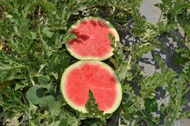 Ocelot – Watermelon Seed