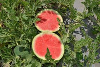 Ocelot – Watermelon Seed