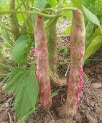 Flambo – Bean Seed