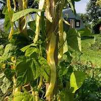 Marvel of Venice – Bean Seed