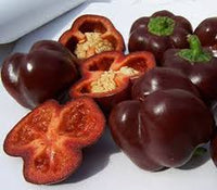 Capsicum- Mini Bell Chocolate