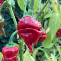 Bottle Rocket – Cayenne Pepper Seed