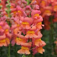 Potomac Orange Snapdragon Seed
