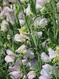 Sweetpea- Streamers Blue