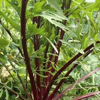 Chicory- Red Rib
